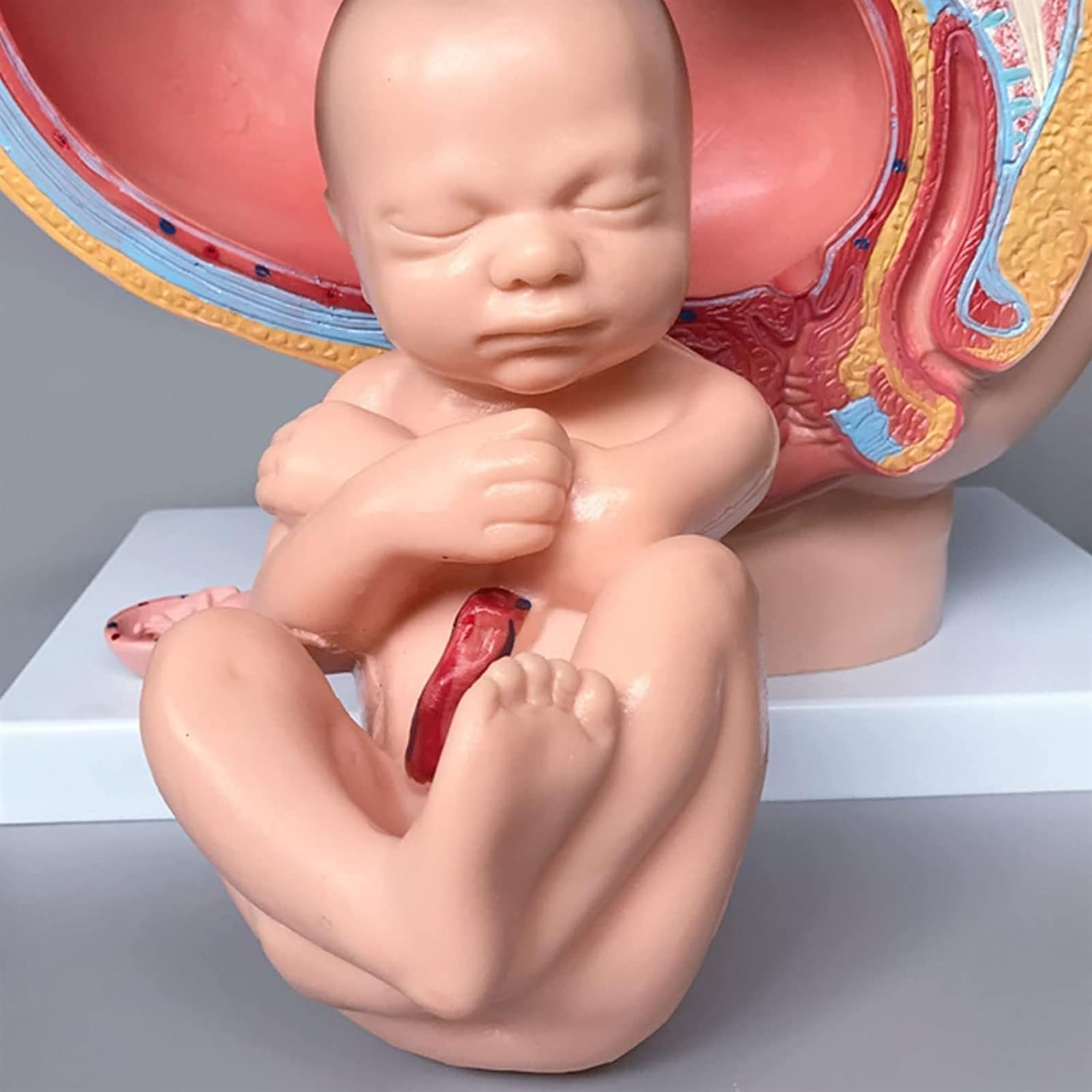 Amazon.co.jp: 解剖学用人体モデル、人間女性骨盤セクション妊娠