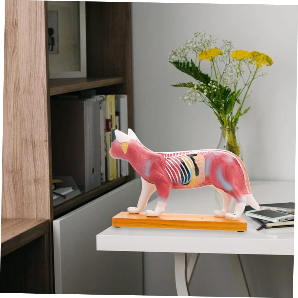 ABOOFAN Cat Model for Anatomy Veterinary Teaching Aid Detailed Cat Acupuncture Model