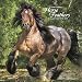 Horse Feathers 2017 Wall Calendar