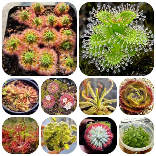 semillas resistentes de drosera capensis, Plantas de jardín perennes resistentes carnívoro plantas resistentes en macetas semillas para camas elevadas plantas de jardín de rocas 500pcs