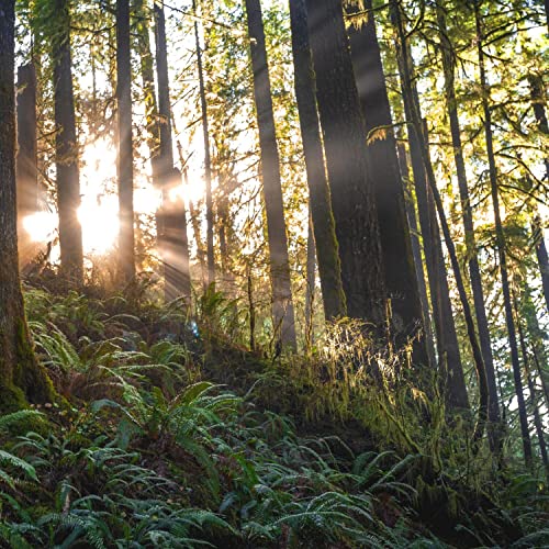 Peaceful Rain Sound by Relaxing Rain Sleep Sound feat. Baby Sleep/Pink