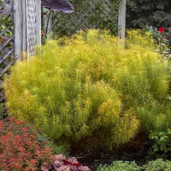 Votaniki Amsonia Hubrichtii Bare Root - Arkansas Blue Star Perennial for Stunning Fall Foliage | Beauty of Three Seasons, Easy to Grow (1 Pack)