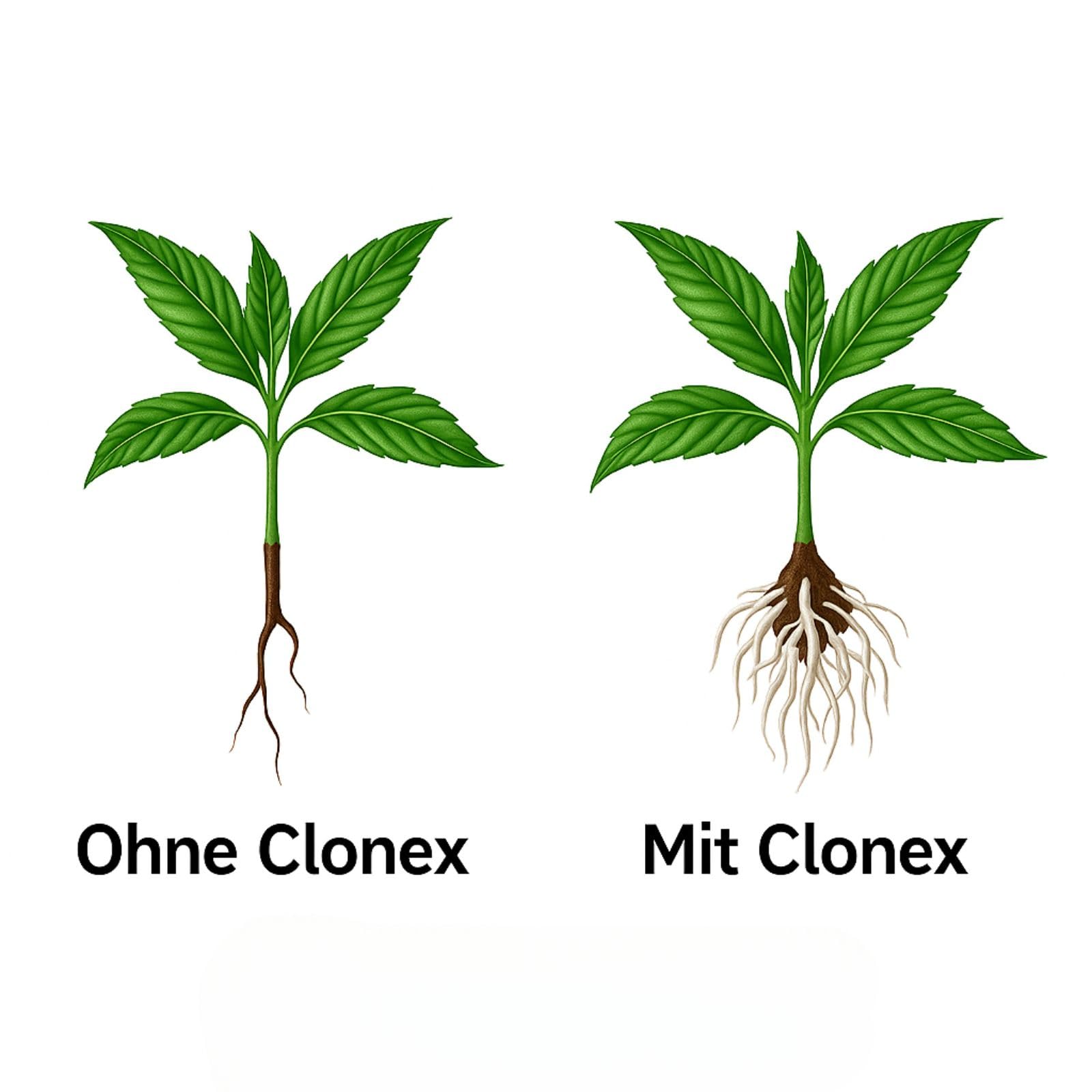Weedness Clonex Mist 750 ml - Bewurzelungspulver für Stecklinge Wurzelaktivator Bewurzelungshormon Rooting Gel Wurzelpulver Bewurzelungshilfe