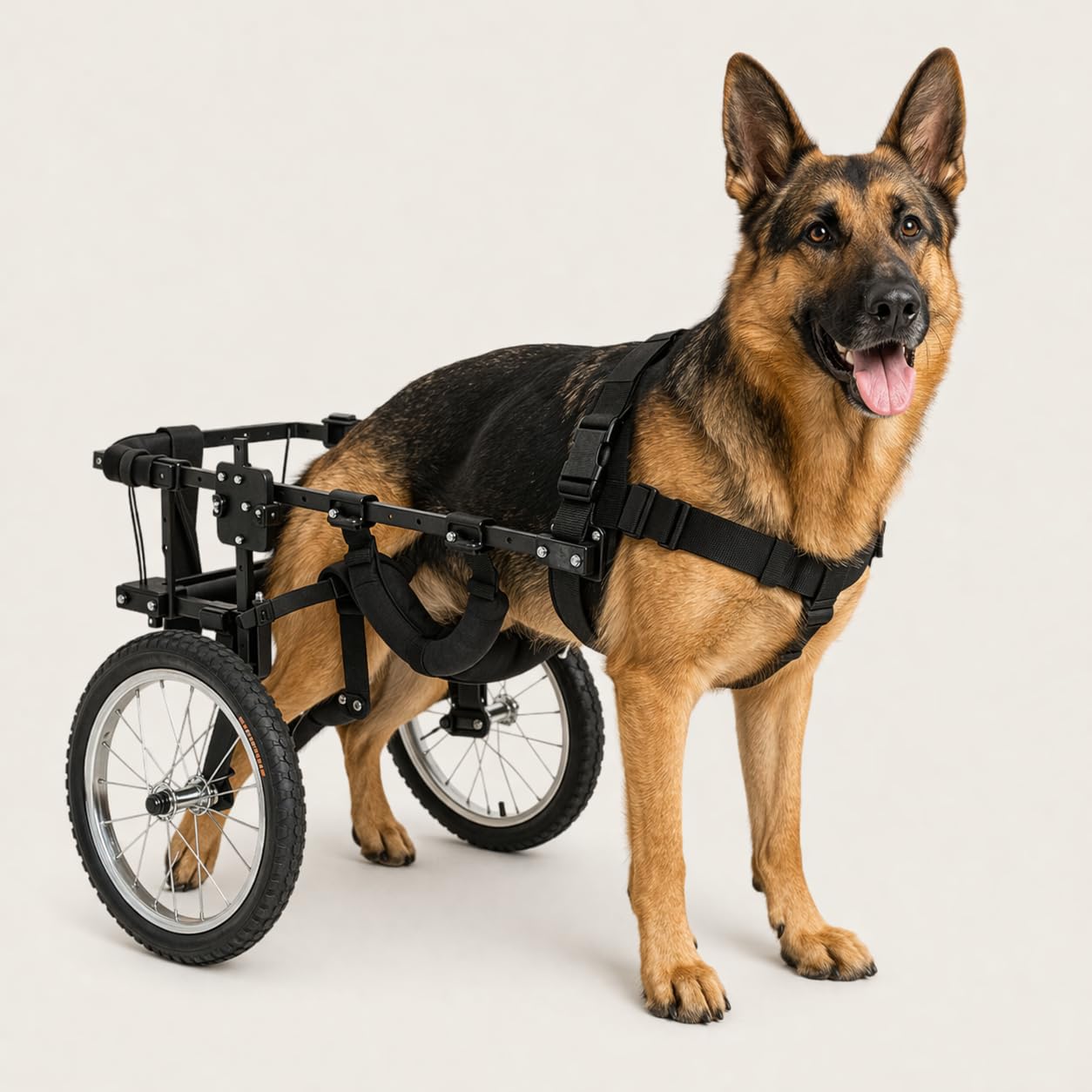 Silla de Ruedas para Perros Grandes, Pastor Alemán, Golden, Labrador Retriever y similares. Ruedas Todo Terreno. Con Faja Abdominal, Fabricada en España. Muy Ligera y Resistente.