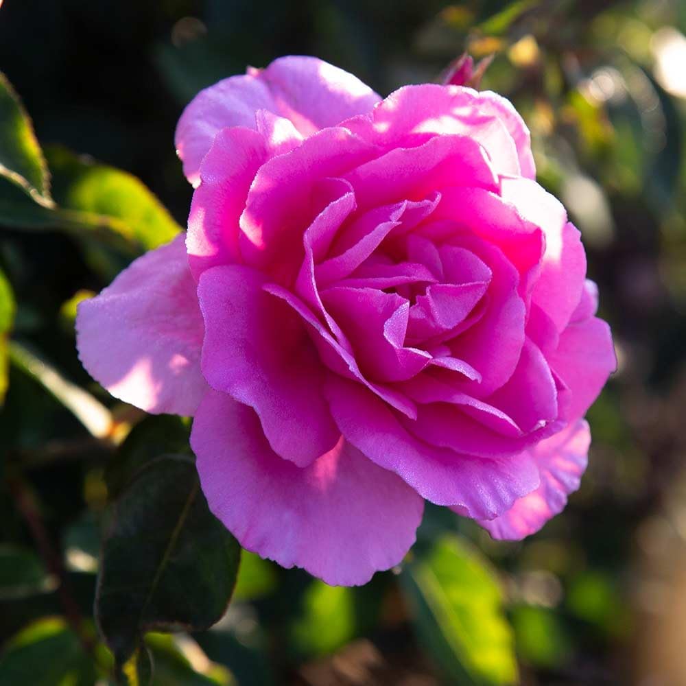 Heirloom Roses Pink Rose Bush - Earth Song Live Potted Plant for Outdoor Planting