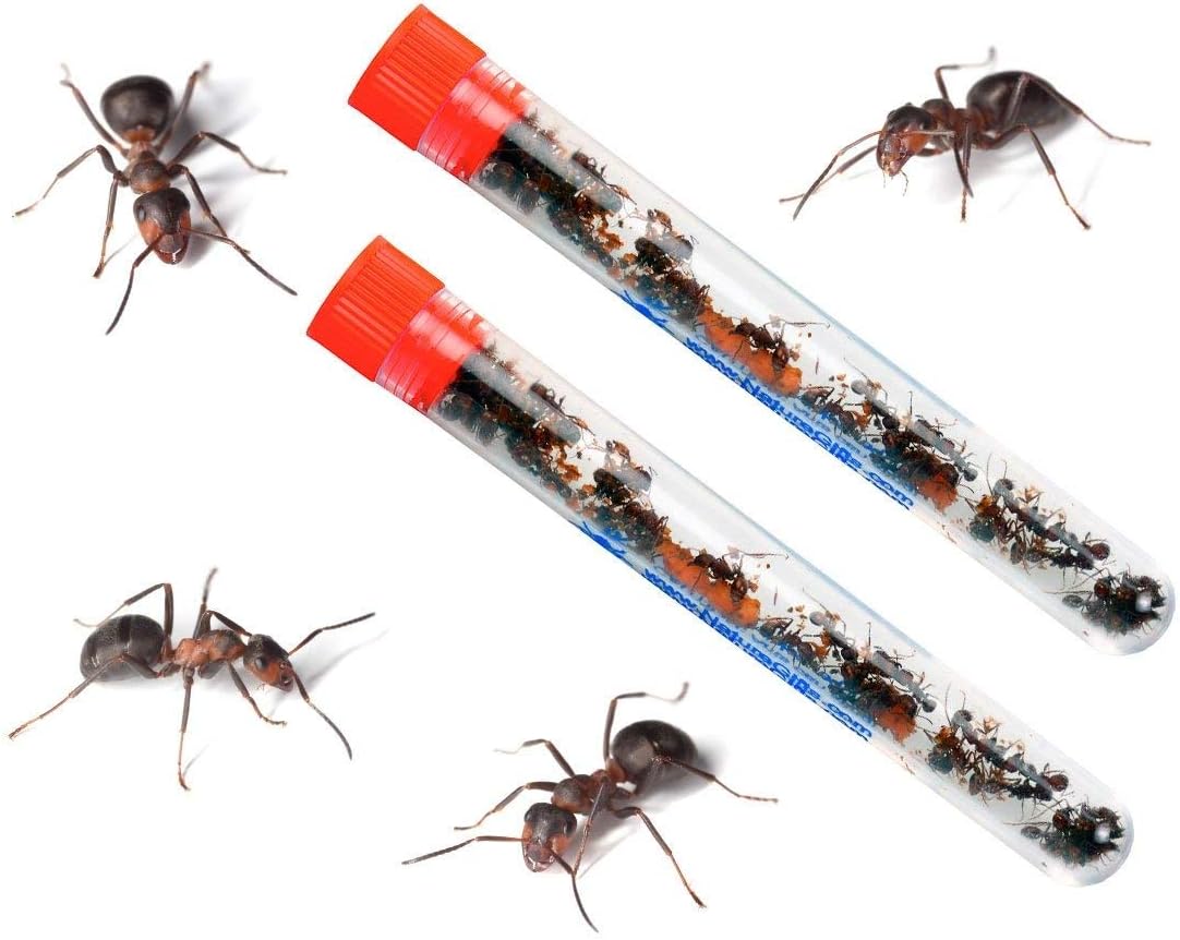 50 Live Ants for Ant Farms Plus Ant Food Included  Red Harvester Ants for Ant Habitats - Live Arrival  Shipped Now - Perfect for Educational Science Projects & Ant Habitat Experience