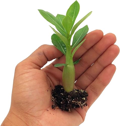 Miniatura 6 de ragnaroc Suculentas vivas  Adenium Obesum Desert Rose +6 pulgadas de alto 2 pulgadas Plug  2ct  Color cuando florece puede ser rosa o rojo, Bonsai