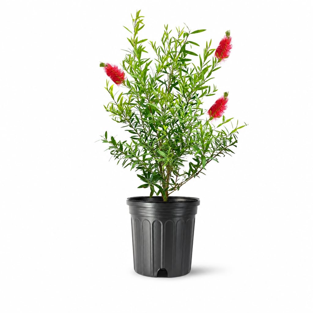 Bottlebrush Red Cluster