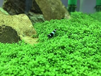 61M5sdYXd7L._AC_UF350,