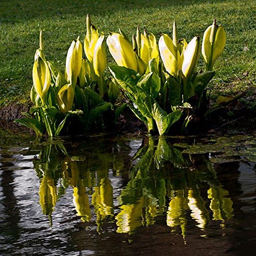 Miniatura 6 de 10Yellow Swamp linterna húmeda lysichiton americanus Skunk Col semillas de flores