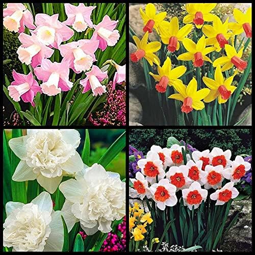 Wüstenrose Blumenzwiebeln - Winterharte Mehrjährige Pflanzen, Magische Glühbirnen Zum Selberziehen