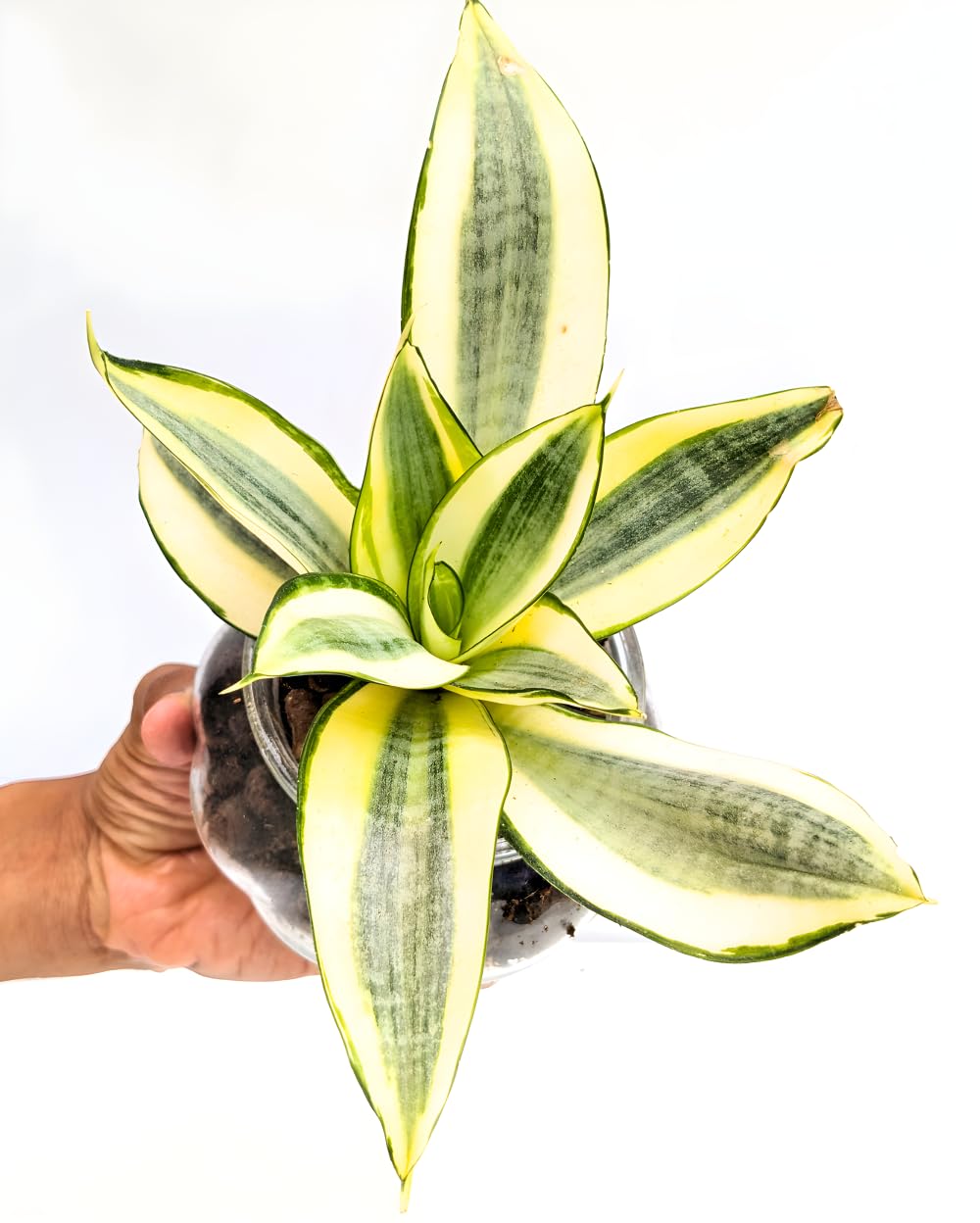 Divine Blossoms Indoor Plant Sansevieria Golden Hahnii Snake Plant (B0CTZR8JCH) Amazon Price History, Amazon Price Tracker