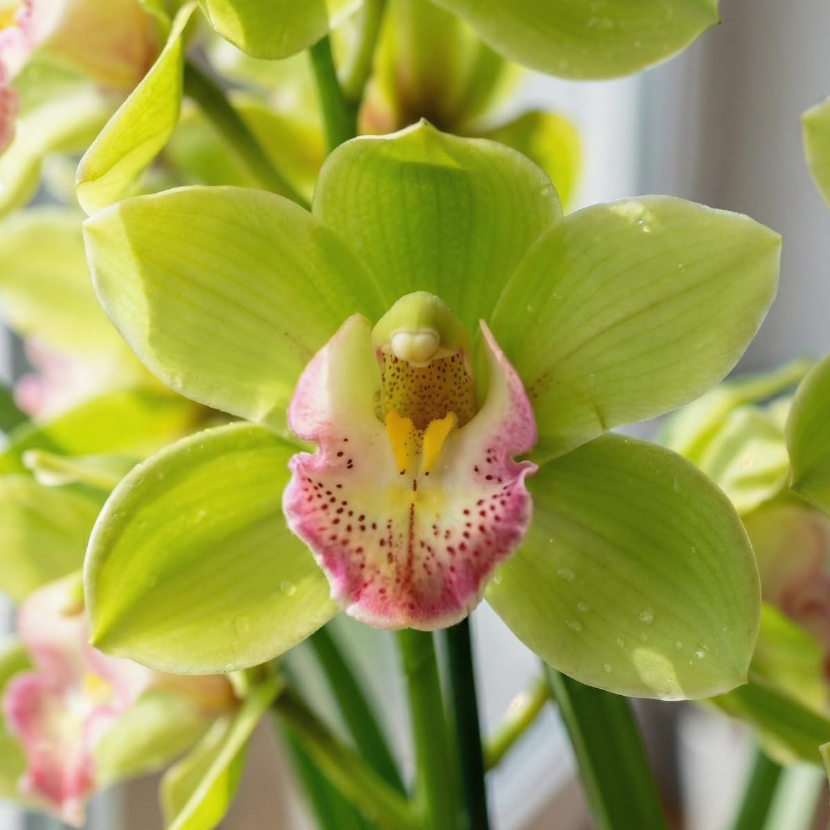 Orchidée Cymbidium Vert - 1 Plantes Intérieur Naturelles - 60-70 cm - Floraison et Parfumées - Naturelle Plantes de Hollande (pas de graines, non artificielle)