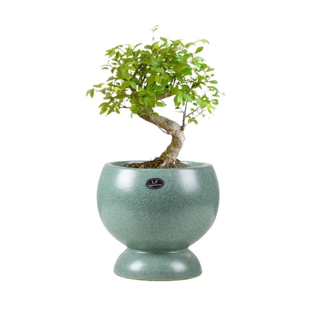 Kp6xLf3gT plant pot Ceramic Flowerpot, Light Luxury, Creative Home Living Room, Orchid, Wealth Tree, Breathable Planting Pot
