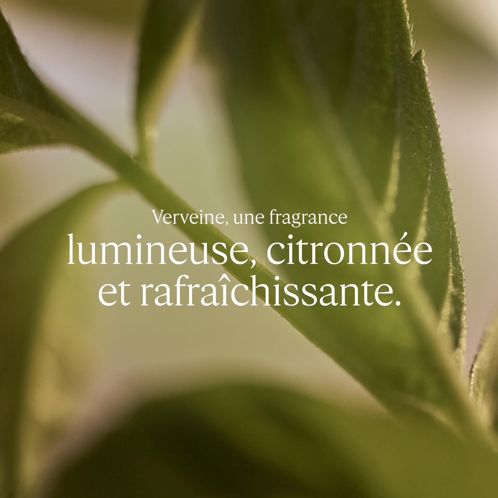 L'OCCITANE - Eau de Toilette Verveine - 100 ml - Notes acidulées et rafraîchissantes - Fabriqué en France