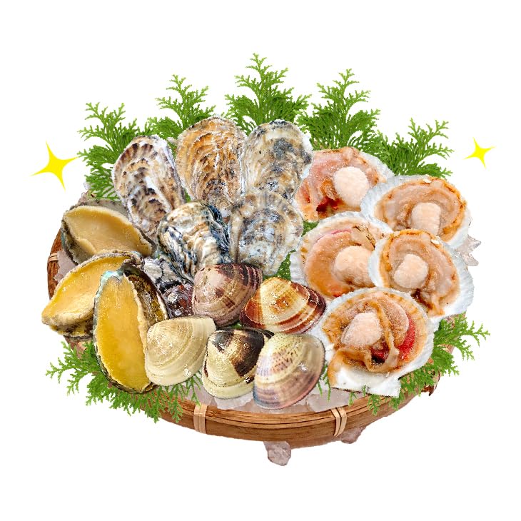 多様な貝のセット 5種類 多様な貝のセット 5種類