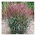 Produktbild 3 x Panicum virgatum Squaw' 1 Liter (Ziergras/Gräser/Stauden/winterhart) Feuerrote Rutenhirse - BLICKFANG/TOP