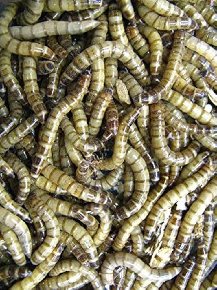 廃盤　新品　ジェリーキャット　虫　worm ワーム　 ミミズ ts-7747-1.jpg