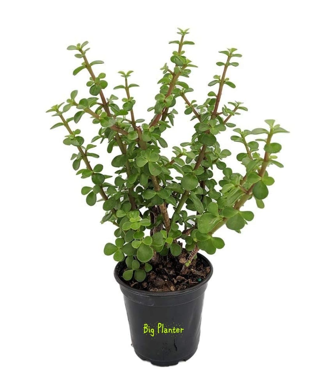 Big Planter Z Plant (Battan Bel) Live Plant - Indoor Succulent Pack of 15 with Pot | Hardy Elegance for Your Living Space (B0CWLVKTSY) Amazon Price History, Amazon Price Tracker