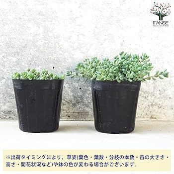 【10カット】セダム『パープルヘイズ』根なし　1〜1.5㌢程 とても小さい Amazon｜ITANSE セダム パープルヘイズ 2.5~3号 3個セット【品種