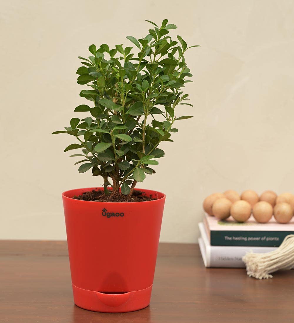 UGAOO Boxwood Buxus Natural Live Indoor Plant with Pot (B09PF3L2ZL) Amazon Price History, Amazon Price Tracker