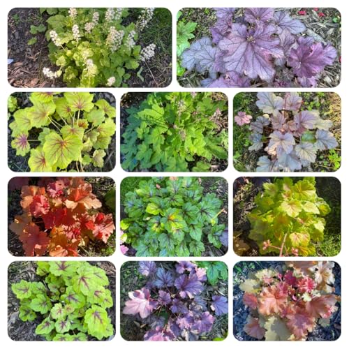 Coral Bells Seeds, Shade-Tolerant specimens, Woodland Garden Edges, Dappled Sunlight Spots 50pcs