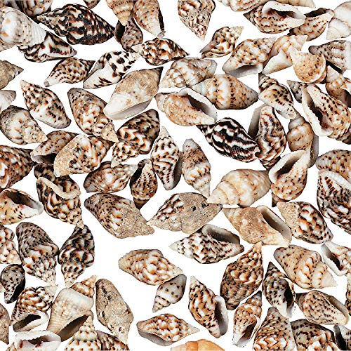 Mini Natural Craft Shells (1Lb) - Crafts for Kids and Fun Home Activities