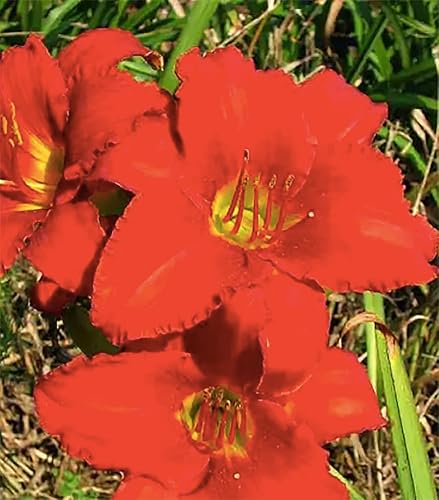 Miniatura 3 de Pink Daylily - Planta de raíz desnuda, perenne resistente para la zona 4, delicadas flores rosadas, bajo mantenimiento, ideal para pleno sol o