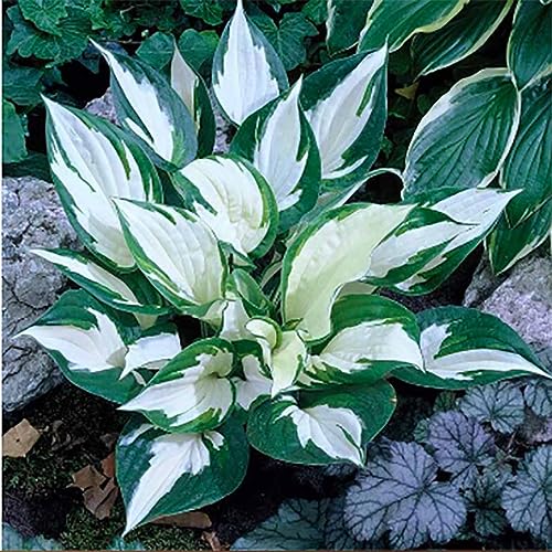 Fire and Ice Hosta - Shade Plant 24" Tall