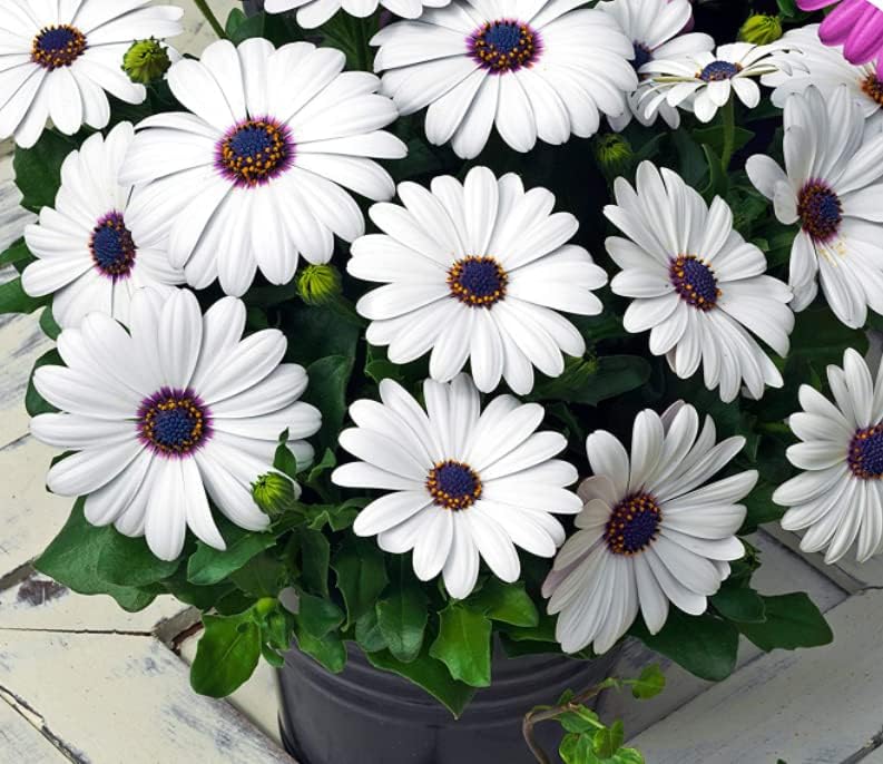 Osteospernum Cape Daisy - Garden Ready - 10.5cm Pot (1, White)