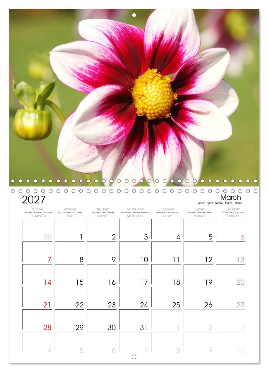 Calendar 2027 · Jardin de dahlias