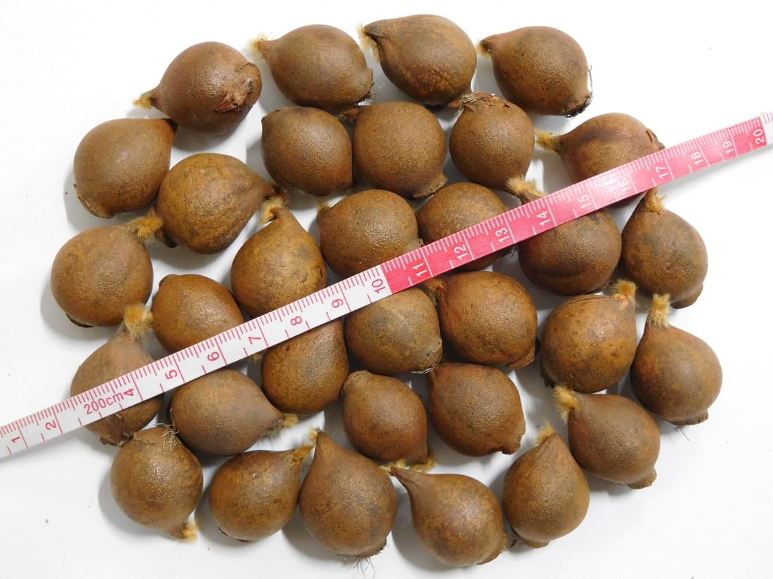 Amazon.co.jp: 10球□球根 原種チューリップ 原種チューリップ