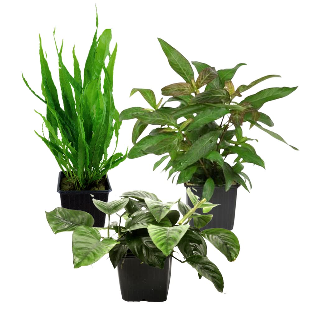 AquaOne Piante per acquario, 3 piante matrici XL, pianta madre per acquario, Anubias barteri Microsorum pteropus Hygrophila corymbosa I Set di 3 piante acquatiche