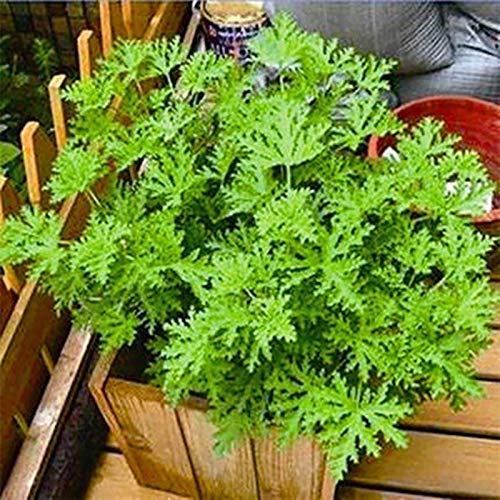 100 Stks/set Muggenwerende Zaden Smaakvolle Wintergroene Volle Zon Citronella Plant Zaden Voor Huis Tuin Planten Yard… - Image 6
