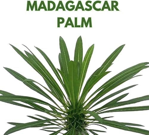 Miniatura 2 de BubbleBlooms Palmera de Madagascar, Pachypodium Lamerei, en maceta de 4 pulgadas