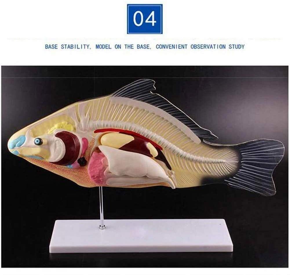 Anatomiczny model anatomiczny narządy wewnętrzne zwierząt opis ryb 3 szt. Model laboratoryjny wspomagający model dydaktyczny usuwalne narządy wewnętrzne