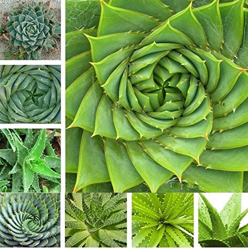 (Aloe 5+5Ambizu Hot Selling 5+5pcs Aloe Seeds Succulent Plants Bonsai Seeds