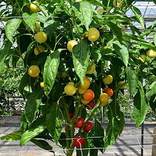 JustSeed - Vegetable - Chilli Pepper - Little Bomb - 5 Seed