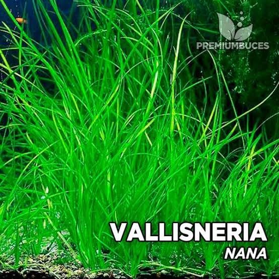 Vallisneria - Floating Plants - Live Aquarium Plants - Rajvinoth Ronin BettaS (B0CXT2X336) Amazon Price History, Amazon Price Tracker