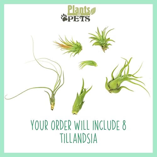 Miniatura 2 de Planta de aire con poca luz (8 unidades) Tillandsia Plantas de aire vivas Plantas de interior vivas Plantas de interior vivas Plantas suculentas