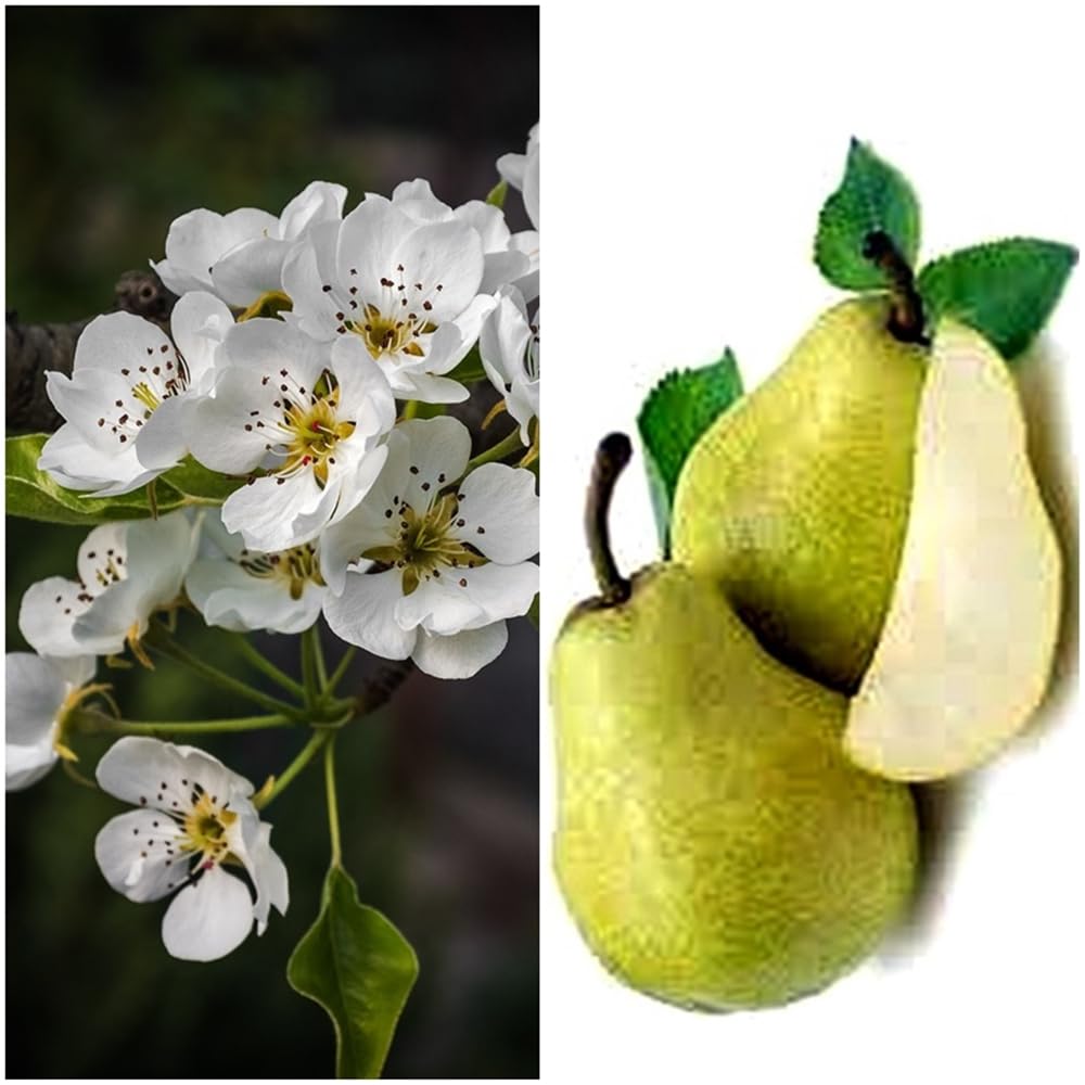 Pack de 4 plantas arboles frutales de 80-100 cm. Cerezo, Manzano, Melocotonero y Peral. Cosecha y cultiva tus propias frutas cerezo, manzano, melocotonero y pera.