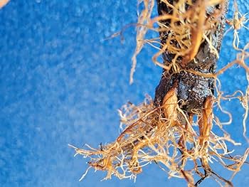 Amazon.co.jp: 発根済 現地球 オペルクリカリア パキプス 鉢付き