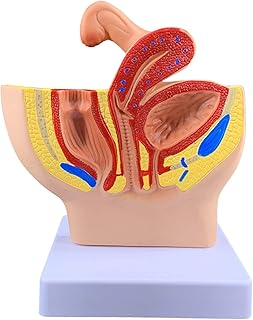 Educational Model Female Genital Model - Huamn Organ Anatomy Female Model Female Reproduction System - Sagittal Sagittal Genital Anatomical Modeluseful SaiFei