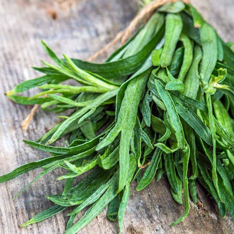 Pack 3 French Tarragon Plants Live for Planting, Hardy Tarragon Live Plants Culinary Gardening 4 to 8 Inch Tall