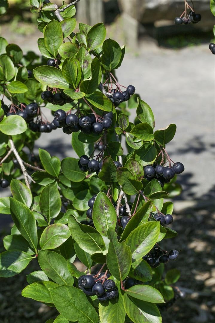 Apfelbeere Aronia melanocarpa Viking 125-150 cm winterhart