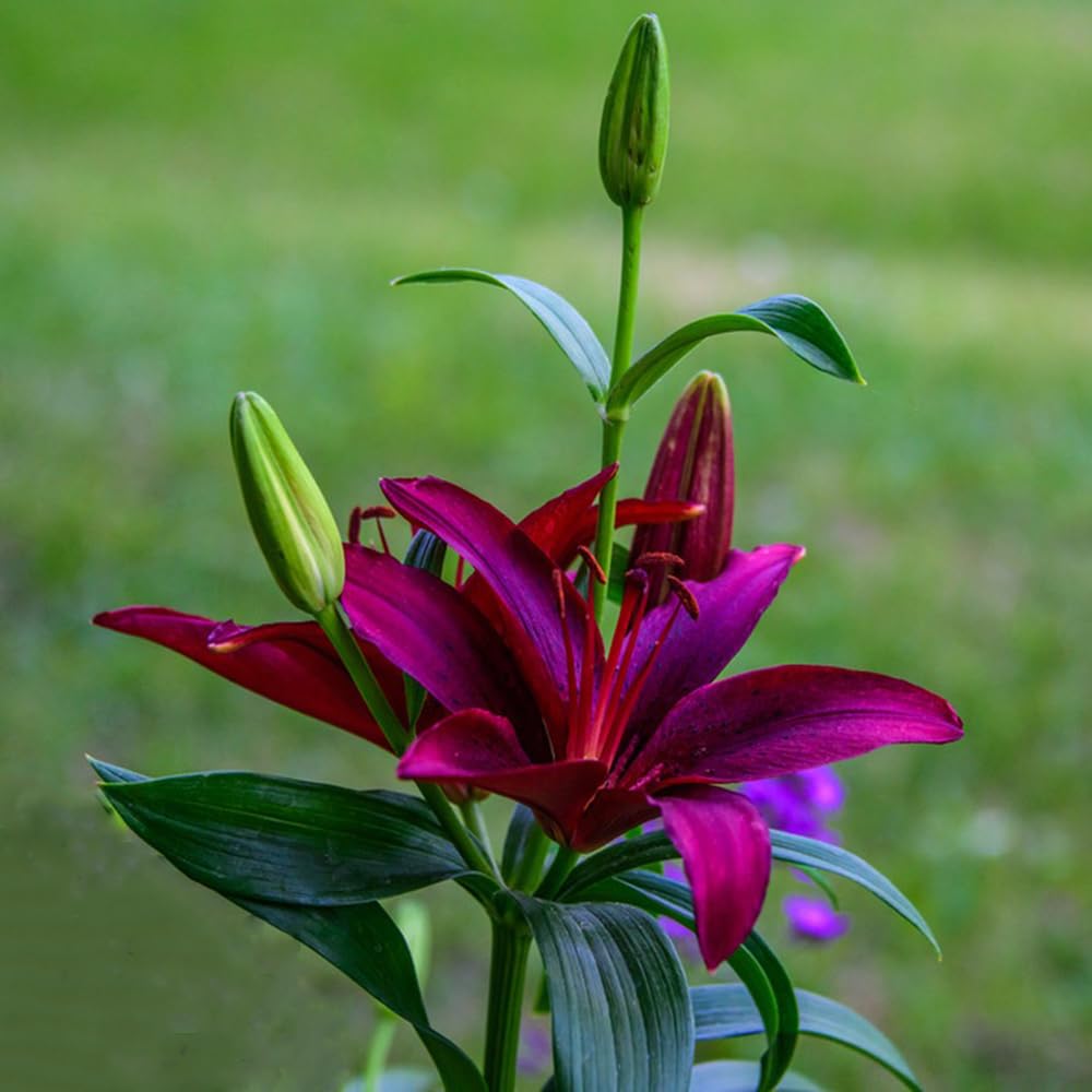 8 Stück Lilien Zwiebeln Winterhart - Mehrjährige Baumlilien Für Garten & Topf