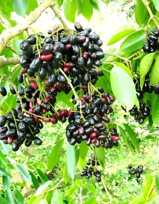 Image of Live Jamun Fruit Plant (Syzygium cumini) ? Black Plum Tree for Outdoor Gardening | Fast Growing, Healthy Live Plant ? Pack of 1