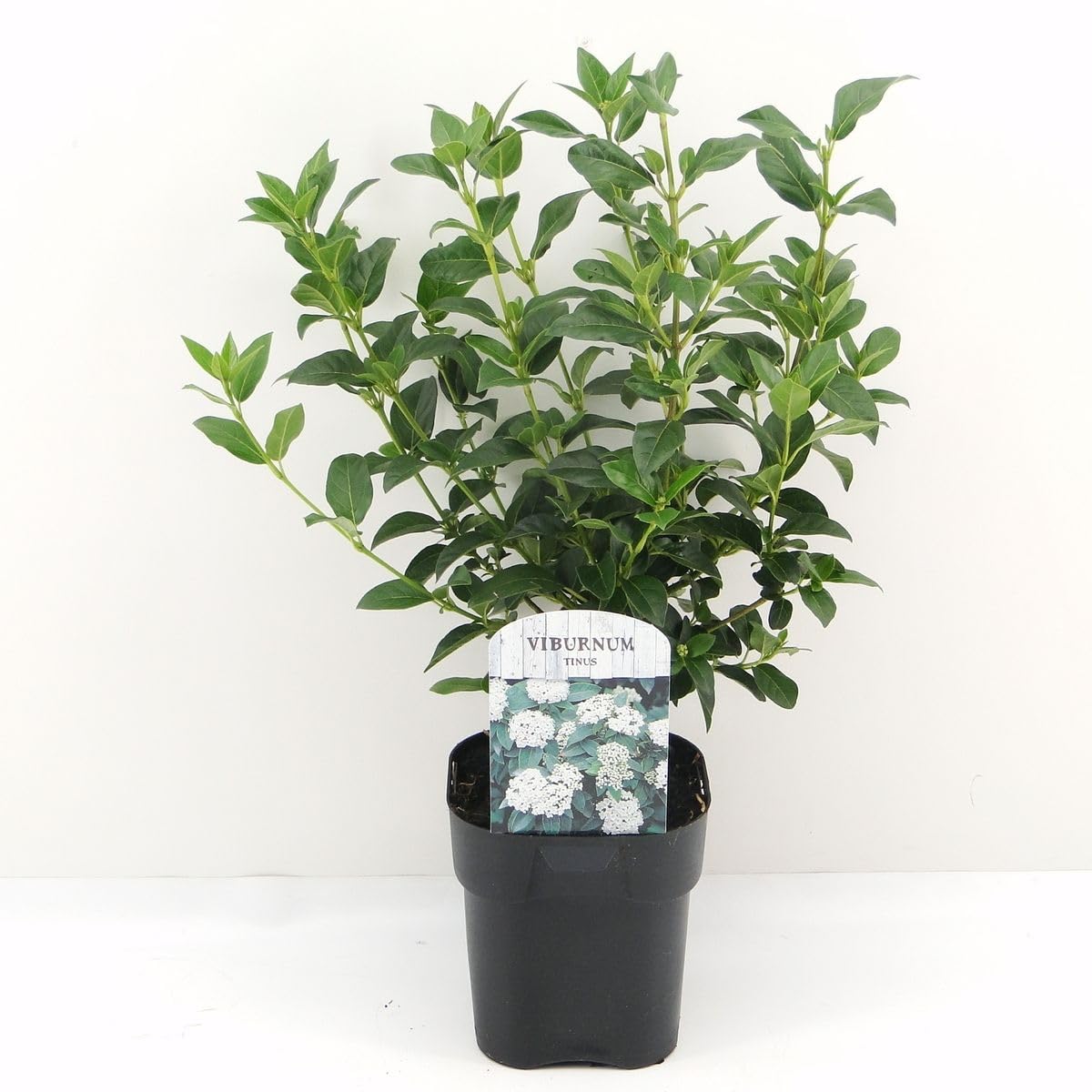 Viburno tino "Viburnum tinus" lentaggine 3 piante da siepe sempreverde in vaso ø9 cm h. 20/40 cm Vivaio di Castelletto