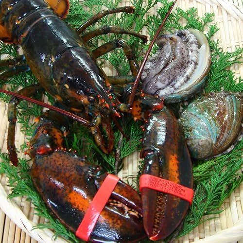 海鮮BBQセット 活物専門商社魚活 (活オマール500g2尾・活蝦夷あわび90/100g2枚)