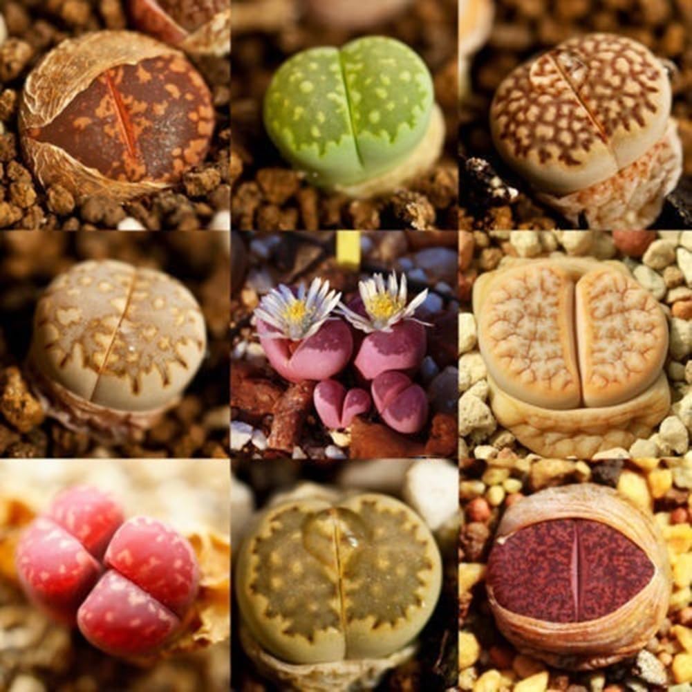200 piezas Lithops Seeds Living Stones, planta suculenta Bonsai Garden Office Decor Semillas de Lithops